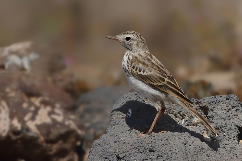 Gallery Berthelot's Pipit