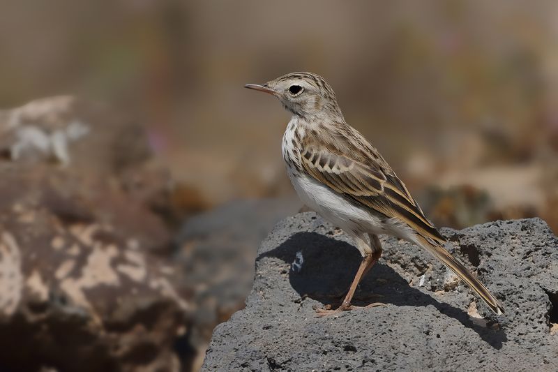 Berthelot's pipit (Anthus berthelotii)