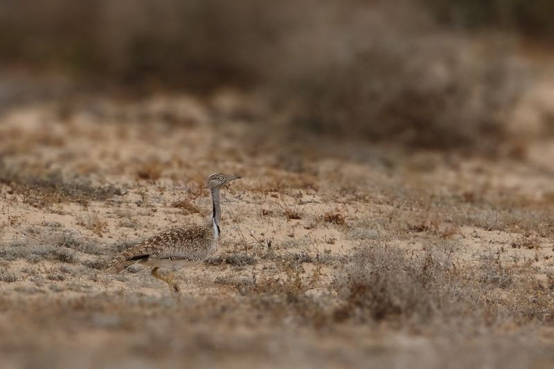 Canarian Houbara Bustard (Chlamydotis undulata fuertaventurae)