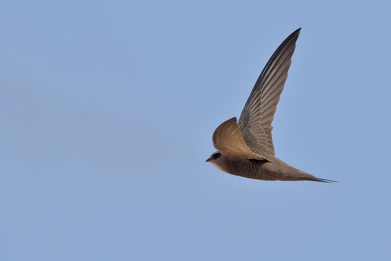 Pallid Swift  (Apus pallidus)