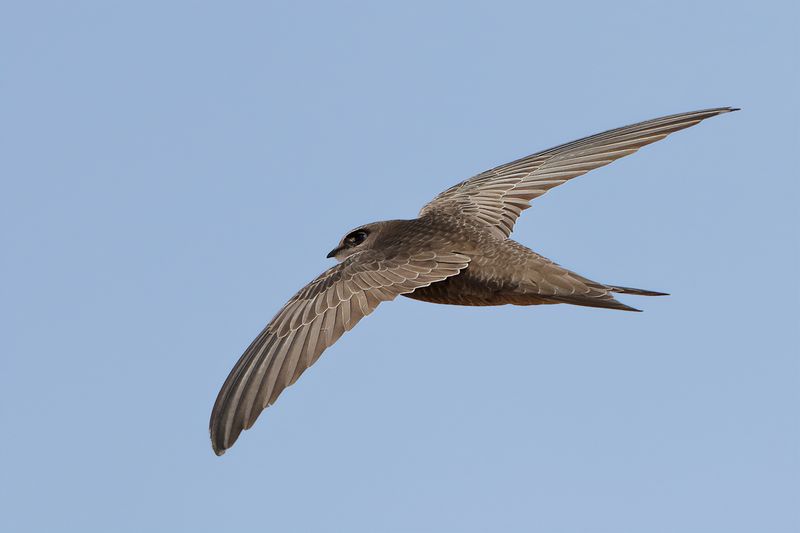 Pallid Swift  (Apus pallidus)