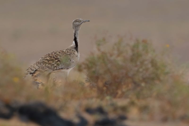Canarian Houbara Bustard (Chlamydotis undulata fuertaventurae)