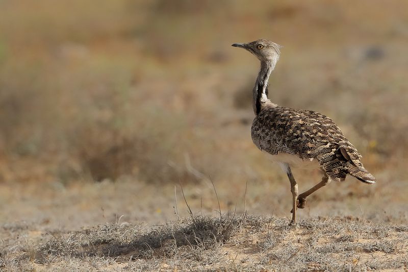 Canarian Houbara Bustard (Chlamydotis undulata fuertaventurae)