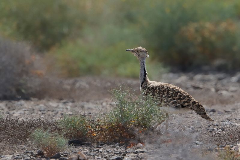 Canarian Houbara Bustard (Chlamydotis undulata fuertaventurae)
