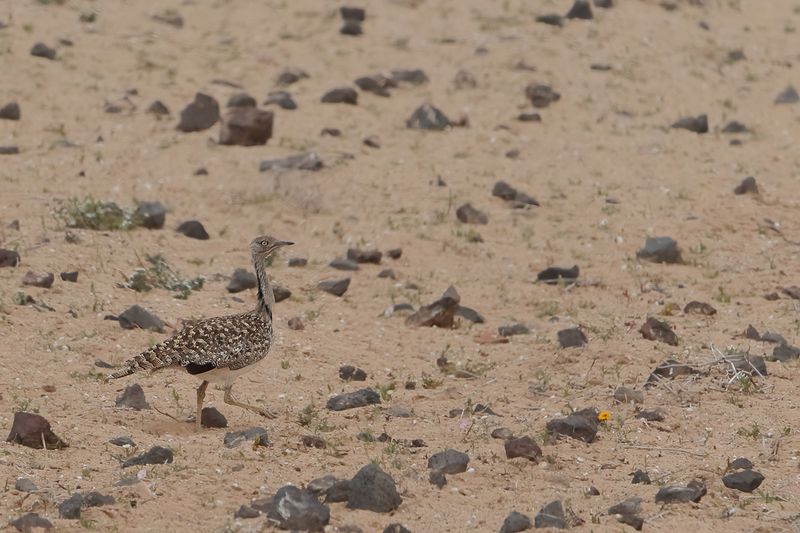 Canarian Houbara Bustard (Chlamydotis undulata fuertaventurae)