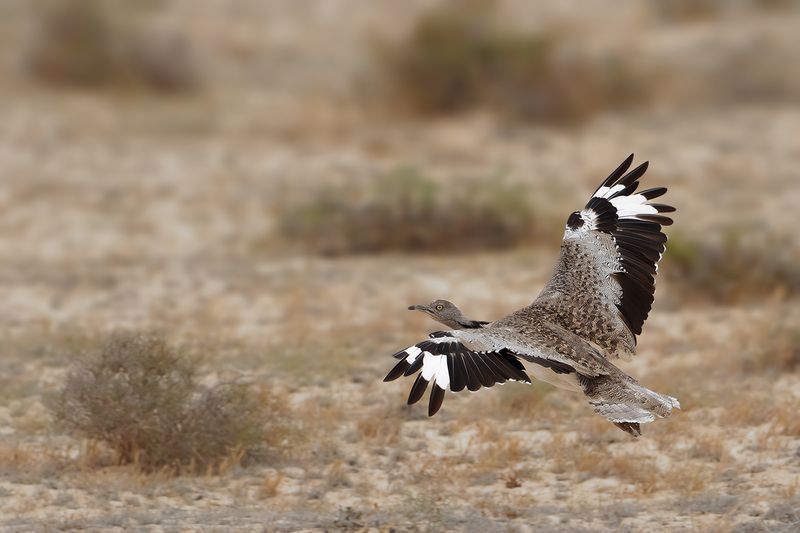 Canarian Houbara Bustard (Chlamydotis undulata fuertaventurae)