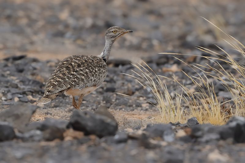 Canarian Houbara Bustard (Chlamydotis undulata fuertaventurae)