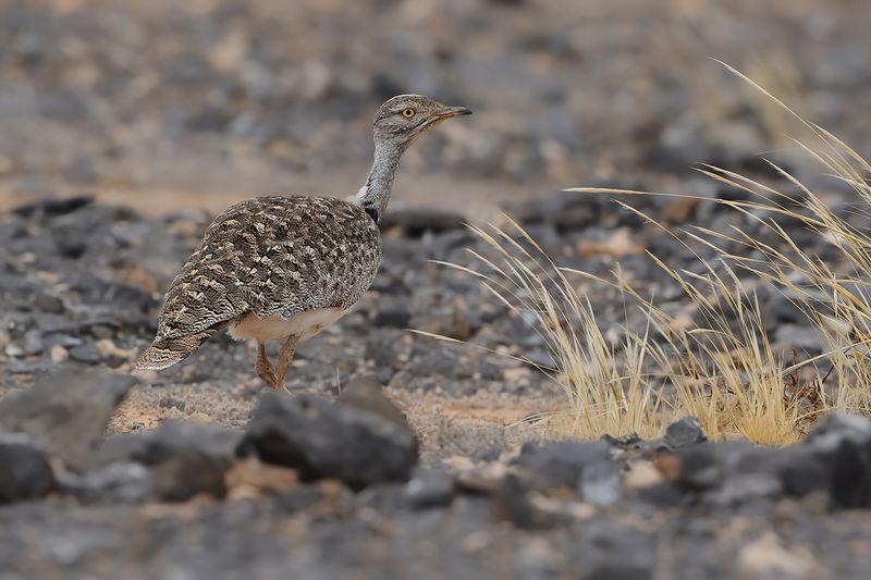 Canarian Houbara Bustard  (Chlamydotis undulata fuertaventurae)