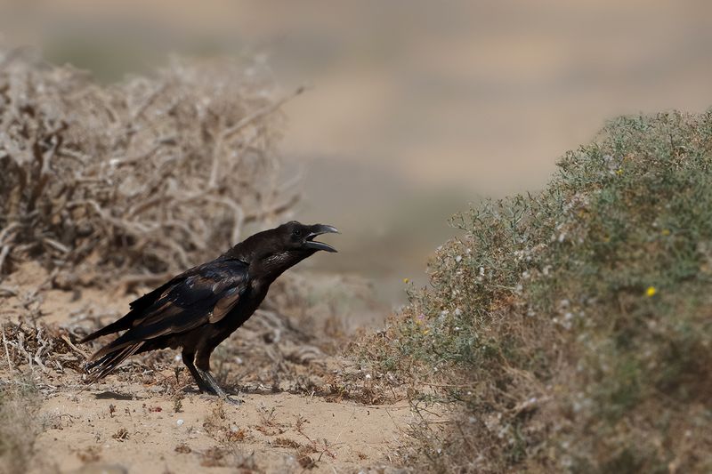 Northern Raven (Corvus corax ssp.tingitanus)