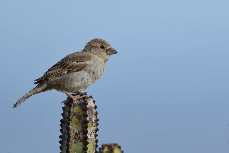 Spanish Sparrow (Passer hispaniolensis)