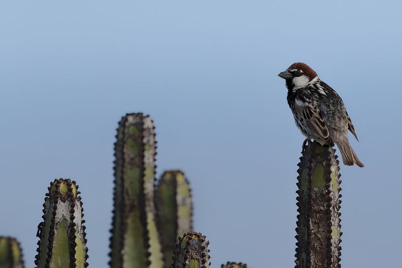 Spanish Sparrow (Passer hispaniolensis)