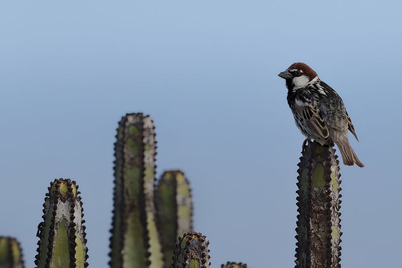 Spanish Sparrow  (Passer hispaniolensis)