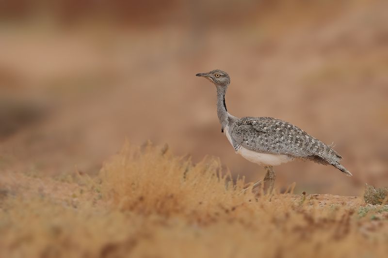 Canarian Houbara Bustard (Chlamydotis undulata fuertaventurae)