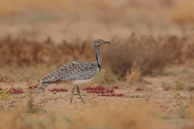Canarian Houbara Bustard (Chlamydotis undulata fuertaventurae)