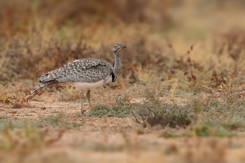 Canarian Houbara Bustard (Chlamydotis undulata fuertaventurae)