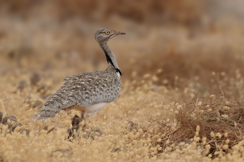 Canarian Houbara Bustard (Chlamydotis undulata fuertaventurae)