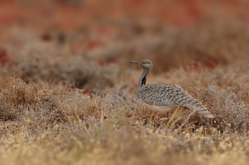 Canarian Houbara Bustard (Chlamydotis undulata fuertaventurae)