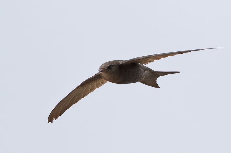 Plain Swift (Apus unicolor)