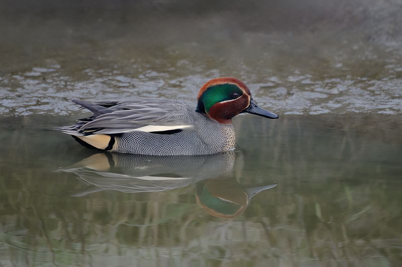 Common Teal (Anas crecca) 