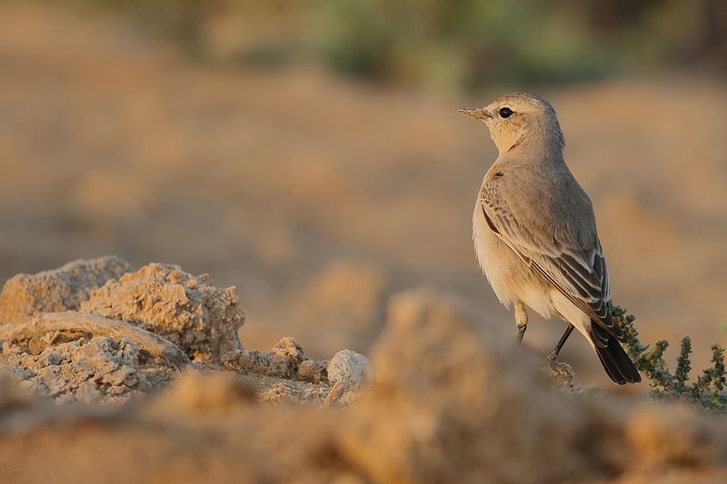 Isabelline Wheatear (Oenanthe isabellina) 