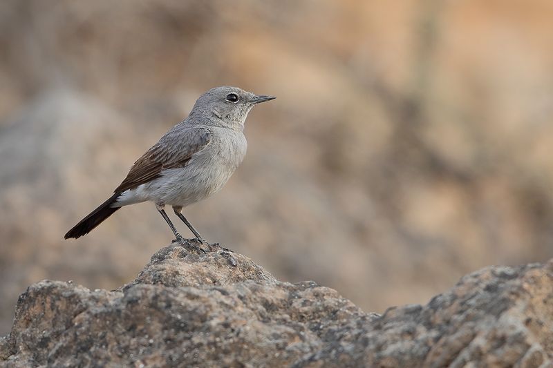 Blackstart (Cercomela melanura) 