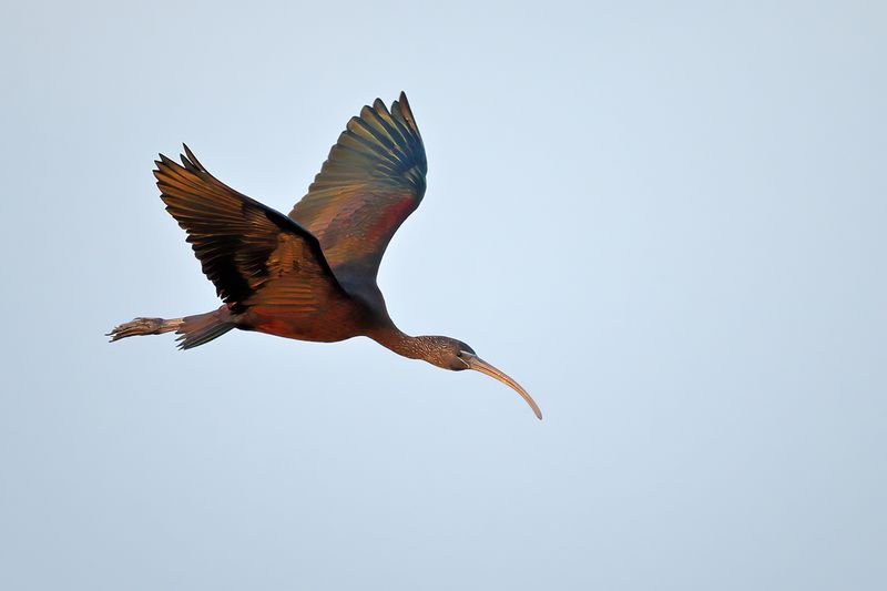 Glossy Ibis (Plegadis falcinellus)