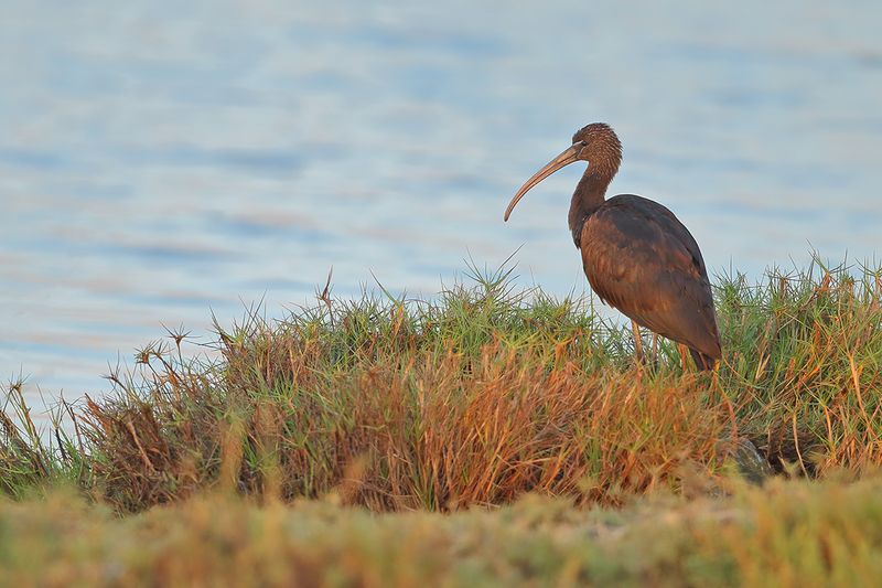 Glossy Ibis (Plegadis falcinellus)