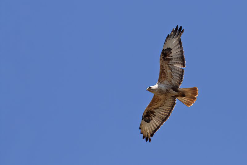 Long-legged Buzzard (Buteo rufinus)