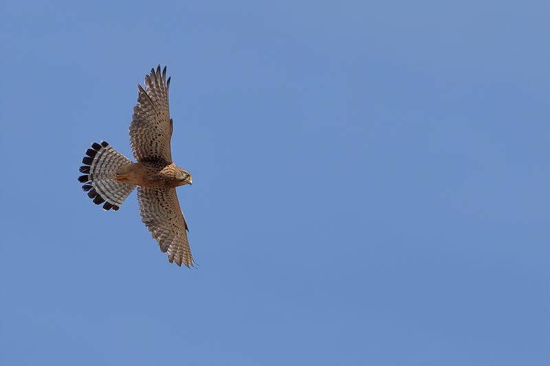 Canarian Kestrel ( Falco tinnunculus dacotiae)