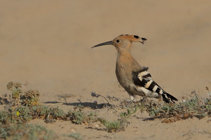 Hoopoe (Upupa epops)