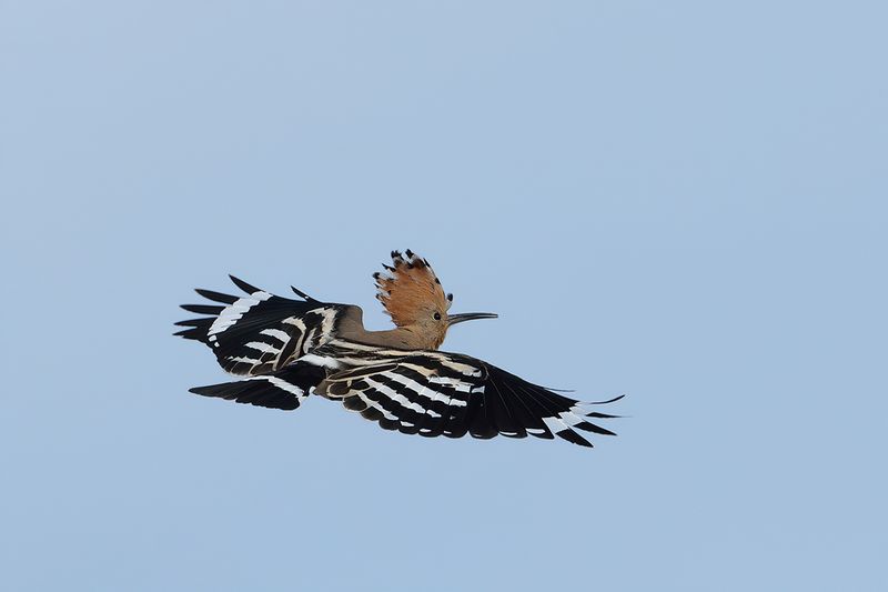 Hoopoe (Upupa epops)