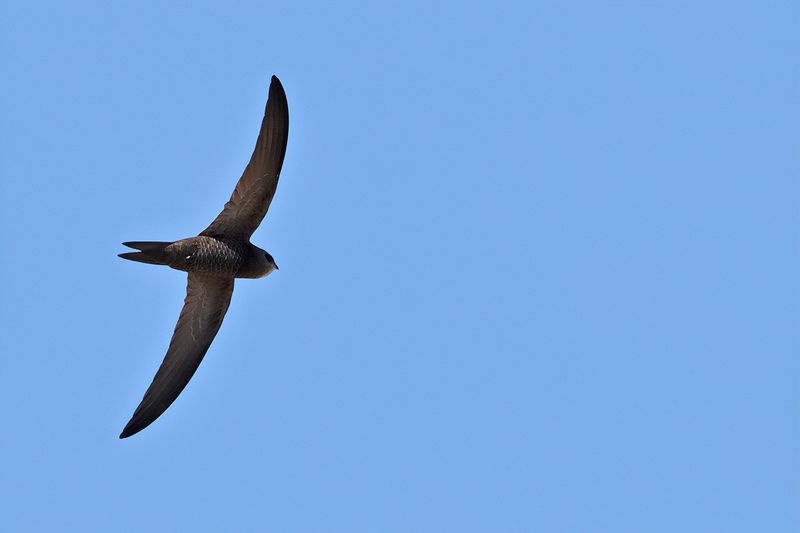 Plain Swift (Apus unicolor)