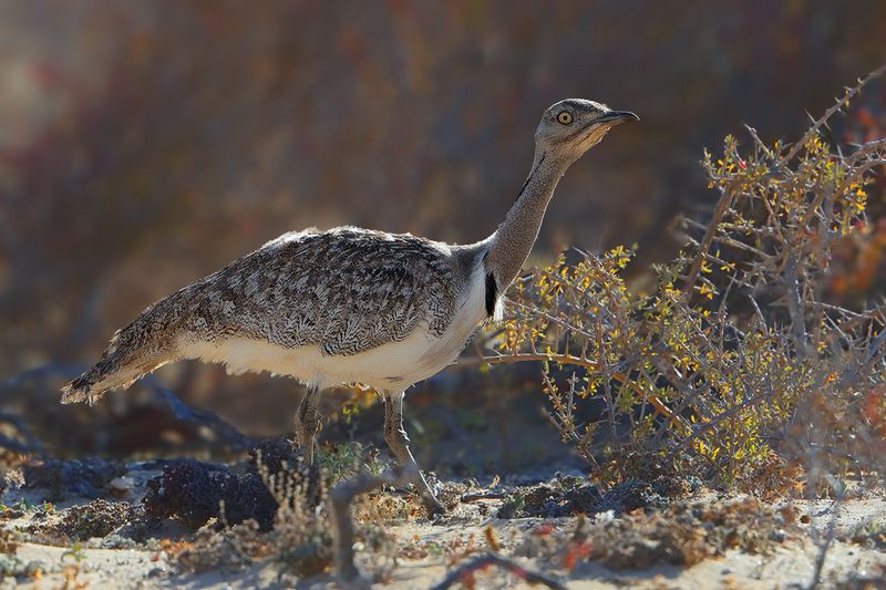 Canarian Houbara Bustard  (Chlamydotis undulata fuertaventurae)