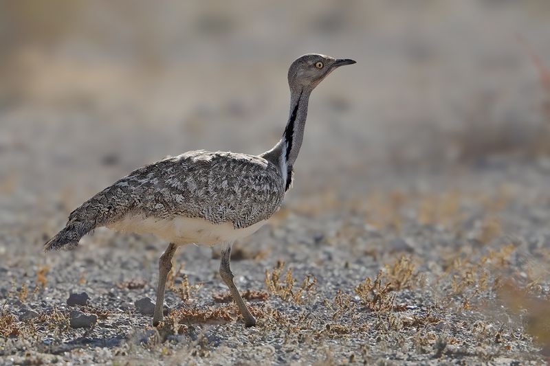 Canarian Houbara Bustard  (Chlamydotis undulata fuertaventurae)