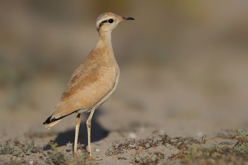 Cream-coloured Courser  (Cursorius cursor ssp. bannermani)