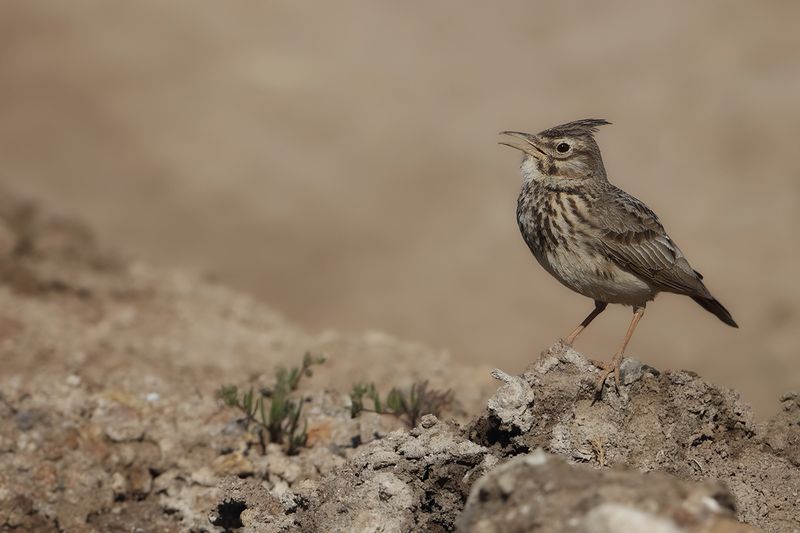 Crested Lark (Galerida cristata)