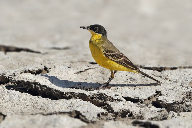  Black-headed Wagtail (Motacilla flava ssp feldegg)