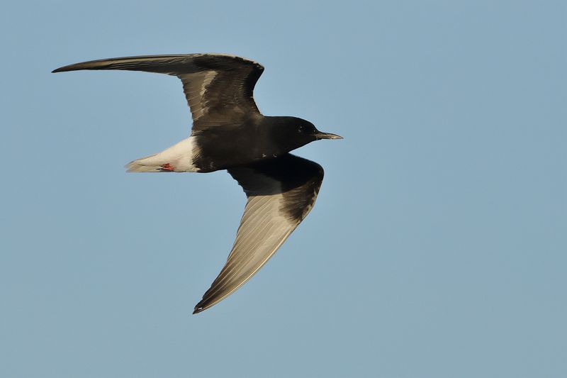 White-winged Black Tern (Chlidonias leucopterus)