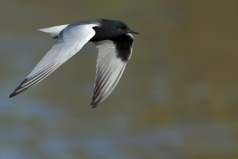 White-winged Black Tern (Chlidonias leucopterus)