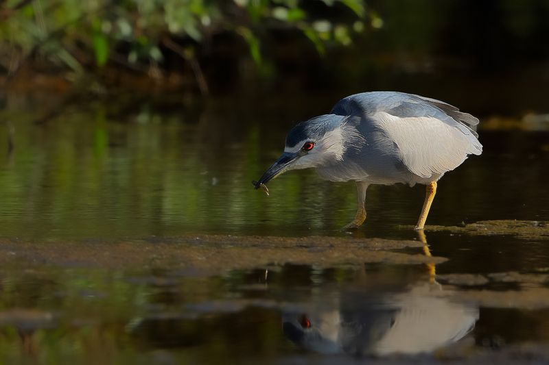 Black-crowned Night Heron ( Nycticorax nycticorax)