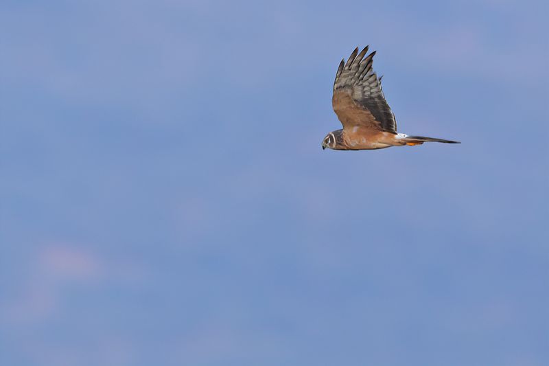 Pallid Harrier (Circus macrourus)