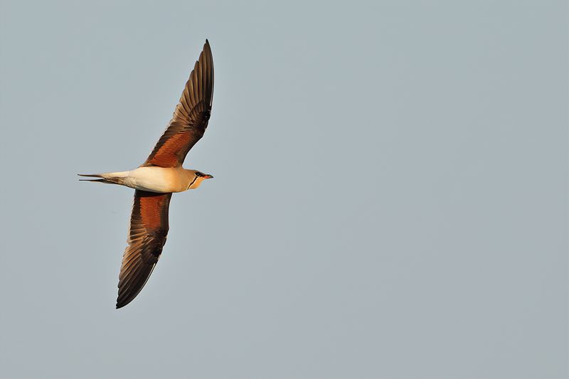 Collared pratincole (Glareola pratincola) 