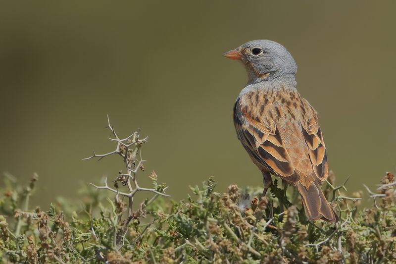 Cretzschmar's Bunting (Emberiza caesia) 