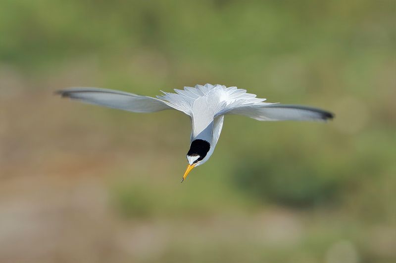 Little Tern (Sternula albifrons)