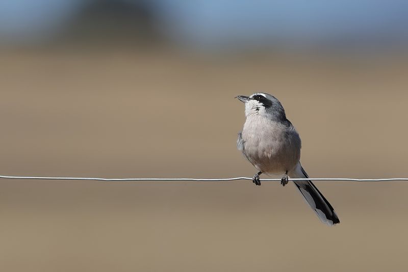 Iberian Grey Shrike (Lanius meridionalis)