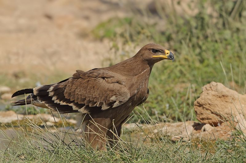 Steppe Eagle (Aquila nipalensis) 