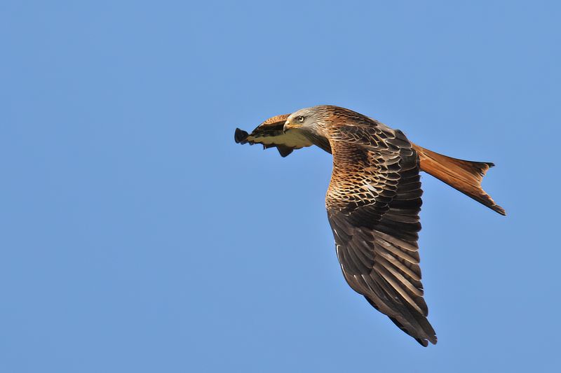 Red Kite- Milvus milvus