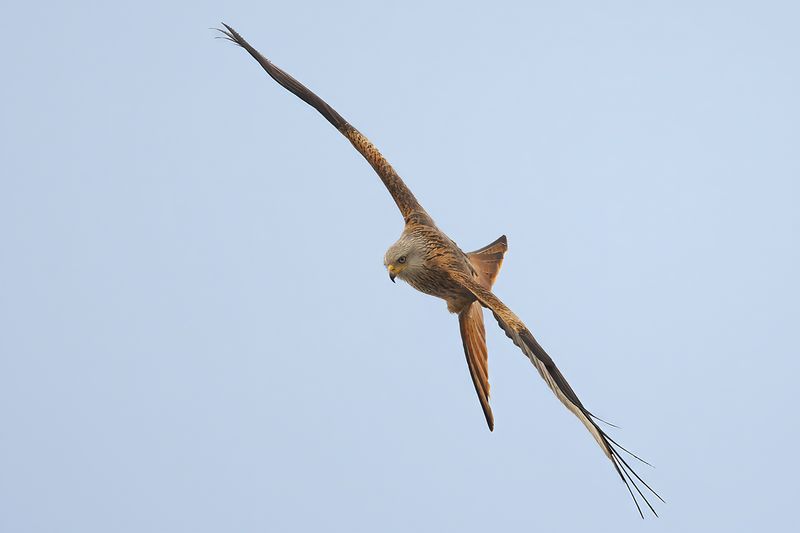 Red Kite- Milvus milvus