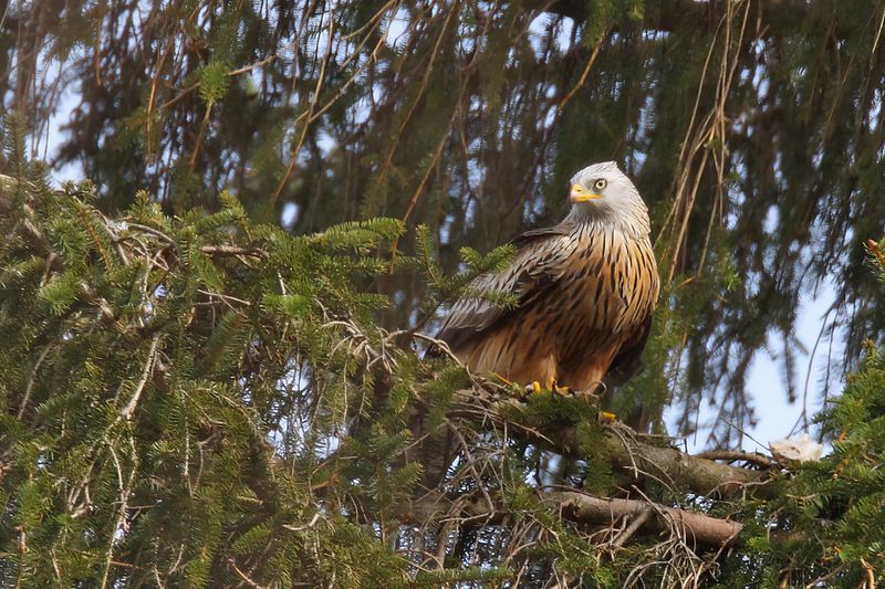 Red Kite- Milvus milvus