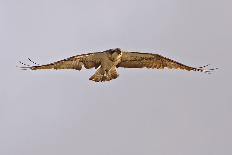 Osprey (Pandion haliaetus)